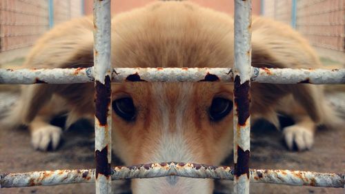 Portrait of cow in cage