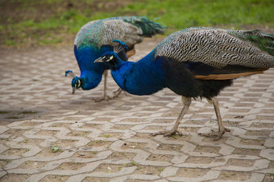 Close-up of peacocks