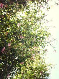 Low angle view of trees