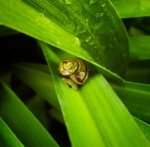 Close-up of snail on leaves