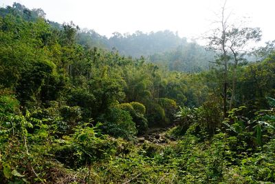 Scenic view of forest