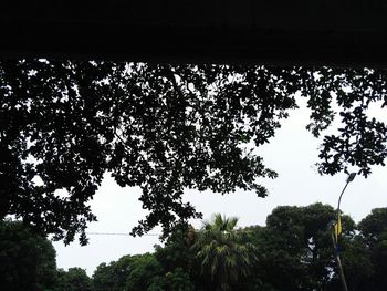 Low angle view of trees against sky