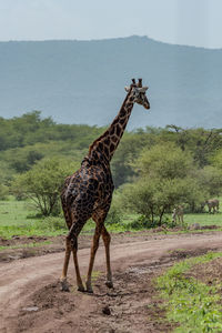 Giraffe walking on dirt road against mountain