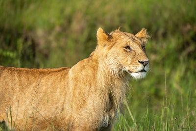 Close-up of young male lion standing staring
