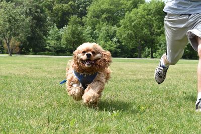 Low section of man with dog walking on grass