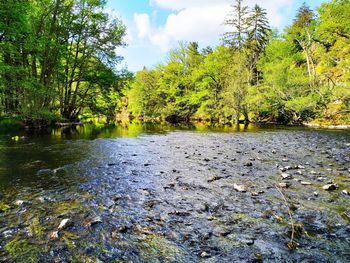 Plants growing by river in forest against sky