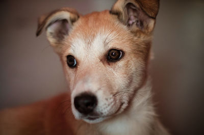 Close-up portrait of a dog at home