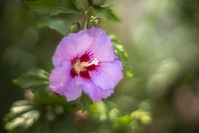 Close-up of pink flowering plant