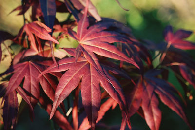 Close-up of autumnal leaves