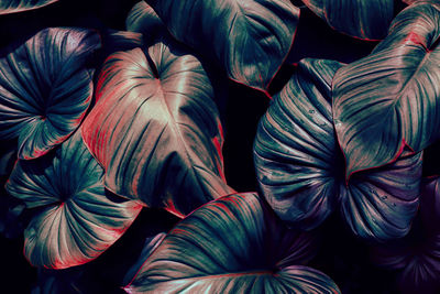 Tropical leaf background