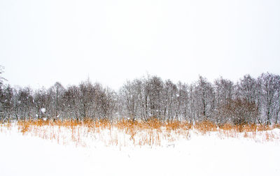 Bare trees on field against clear sky during winter