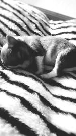 Close-up of dog sleeping on bed