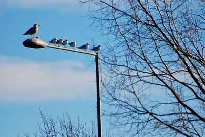 Low angle view of birds perching on bare tree against sky