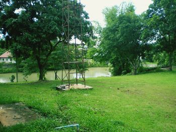 Trees on field