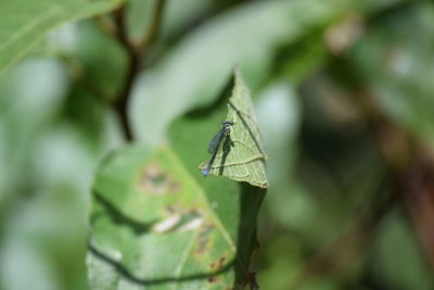 Close-up of insect on leaf