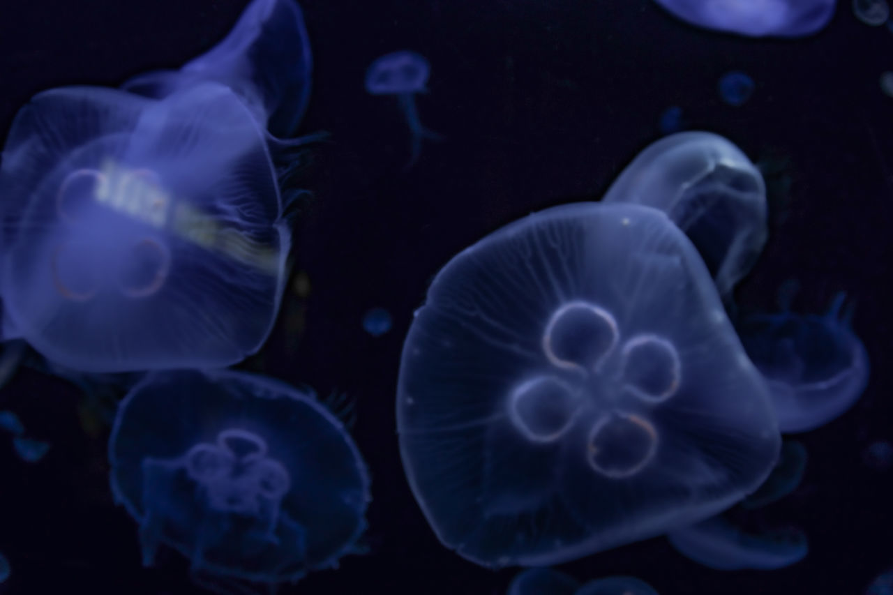 CLOSE-UP OF JELLYFISH UNDERWATER