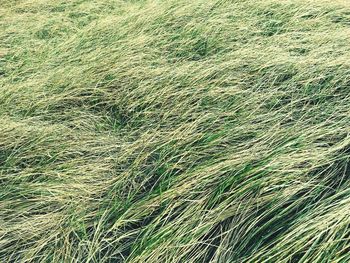 Full frame shot of green grass