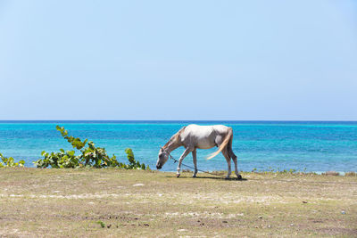 Horse in the sea