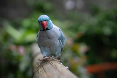 Close-up of bird perching on wood