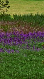 Purple flowering plants on field