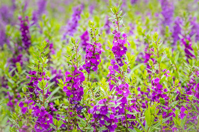 Close-up of purple flowering plants on field