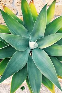Close-up of plant