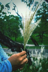 Close-up of hand holding flower