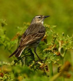 Close-up of bird perching on plant