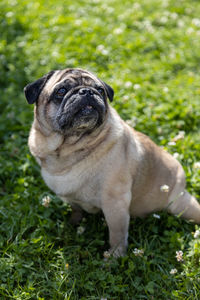 pug