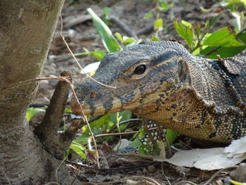 Close up of asian water monitor,varanus salvator