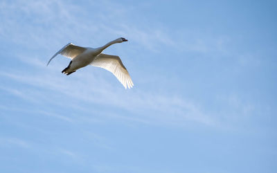 Low angle view of seagull flying in sky