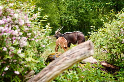 Deer in a field