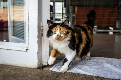 Cat looking through window