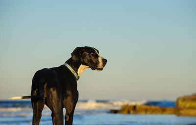 Dog by sea against clear sky