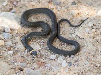 Close-up of snake