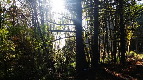 Sun shining through trees in forest