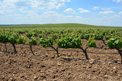 Scenic view of vineyard against sky