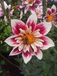 Close-up of pink flowers blooming outdoors