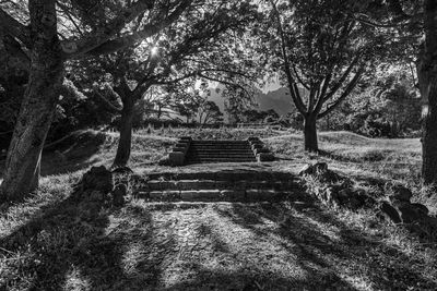 Trees growing in park