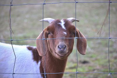 Portrait of goat in pen