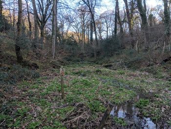 Stream flowing in forest