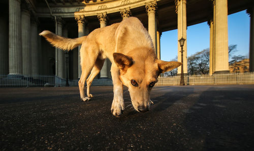 Portrait of a dog standing on road