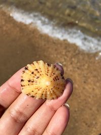 Close-up of hand holding sand