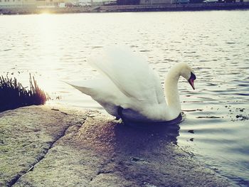 Bird flying over lake