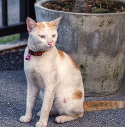 Portrait of cat sitting outdoors