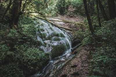 Scenic view of waterfall in forest