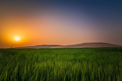 Scenic view of field against sky during sunset