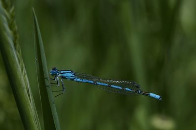 Close-up of insect on plant