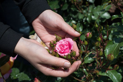 Close-up of woman hands holding pink rose