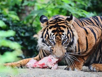 Portrait of tiger in zoo